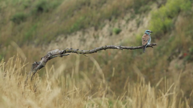 Couple of European rollers perching on a branch in front of the nest. Rare birds European rollers sitting on a branch, sunset light and blur green yellow background, Coracias garulus.