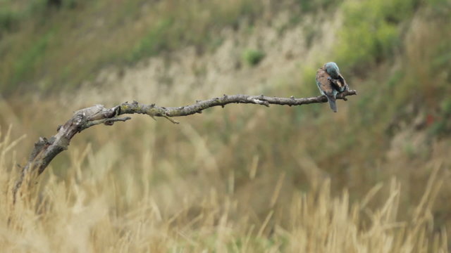 Couple of European rollers perching on a branch in front of the nest. Rare birds European rollers sitting on a branch, sunset light and blur green yellow background, Coracias garulus.