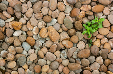 Weed and river stones for garden decoration.