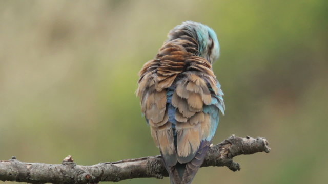 Couple of European rollers perching on a branch in front of the nest. Rare birds European rollers sitting on a branch, sunset light and blur green yellow background, Coracias garulus.