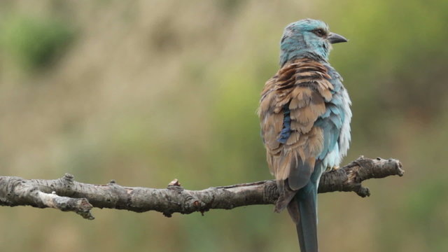 Couple of European rollers perching on a branch in front of the nest. Rare birds European rollers sitting on a branch, sunset light and blur green yellow background, Coracias garulus.