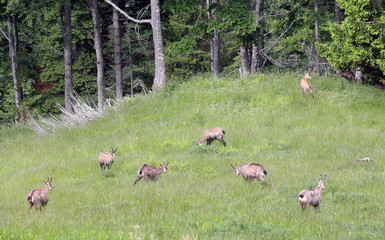 bunch of Chamois with puppies on the lawn of the mountain in sum