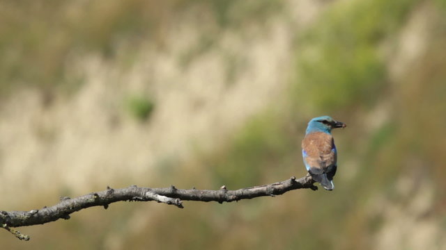 Couple of European rollers perching on a branch in front of the nest. Rare birds European rollers sitting on a branch, sunset light and blur green yellow background, Coracias garulus.