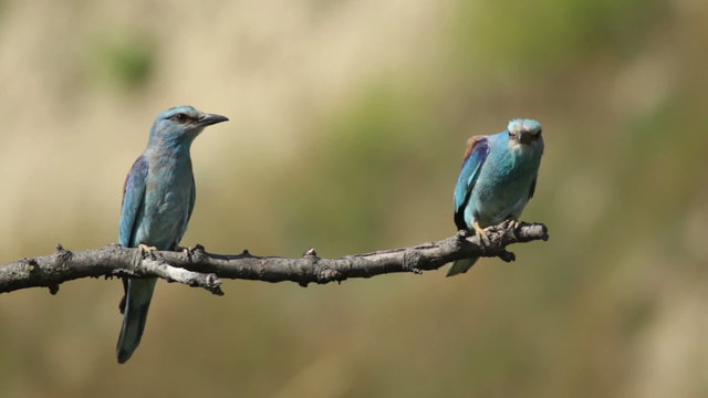 Couple of European rollers perching on a branch in front of the nest. Rare birds European rollers sitting on a branch, sunset light and blur green yellow background, Coracias garulus.