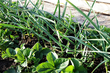 garlic grows in the garden