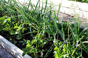 garlic grows in the garden