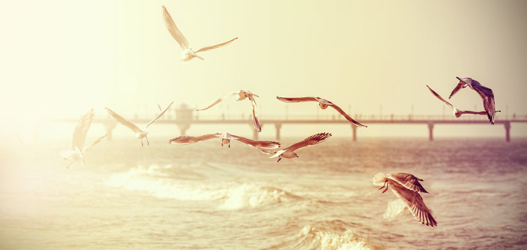 Vintage retro stylized photo of a seagulls, old film effect.