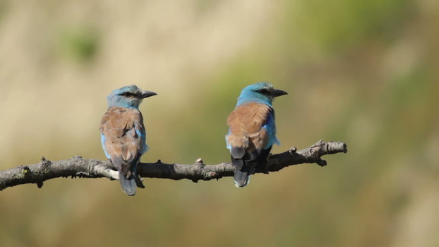 Couple of European rollers perching on a branch in front of the nest. Rare birds European rollers sitting on a branch, sunset light and blur green yellow background, Coracias garulus.