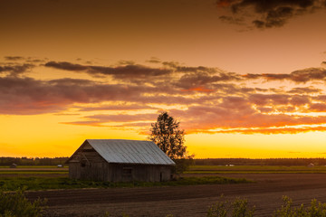 Golden Sunset On The Fields