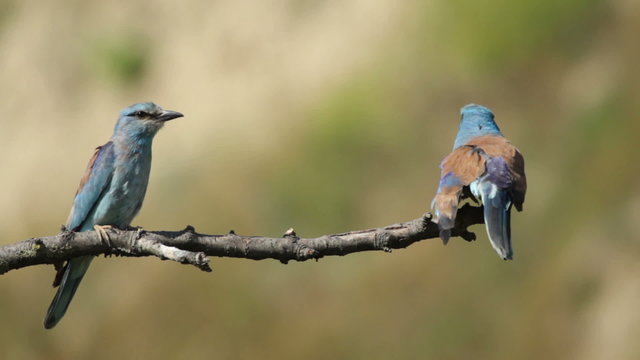 Couple of European rollers perching on a branch in front of the nest. Rare birds European rollers sitting on a branch, sunset light and blur green yellow background, Coracias garulus.