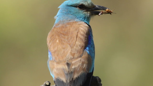 Bird European roller eating beetle and perching on a branch in front of the nest. Rare bird European roller sitting on a branch, sunset light and blur green yellow background, Coracias garulus.