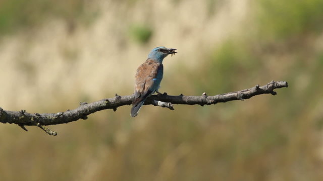 Couple of European rollers perching on a branch in front of the nest. Rare birds European rollers sitting on a branch, sunset light and blur green yellow background, Coracias garulus.