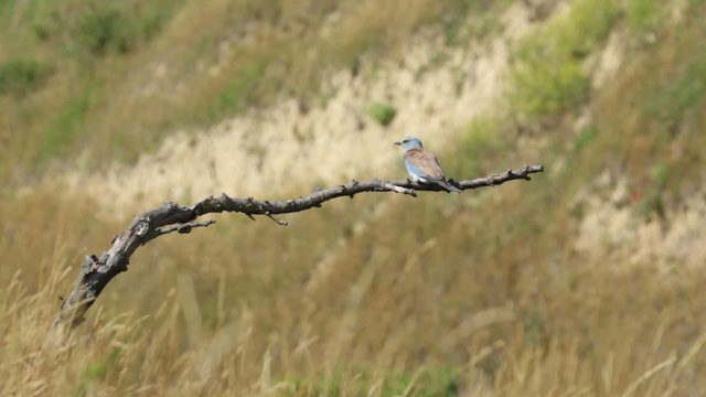 Couple of European rollers perching on a branch in front of the nest. Rare birds European rollers sitting on a branch, sunset light and blur green yellow background, Coracias garulus.
