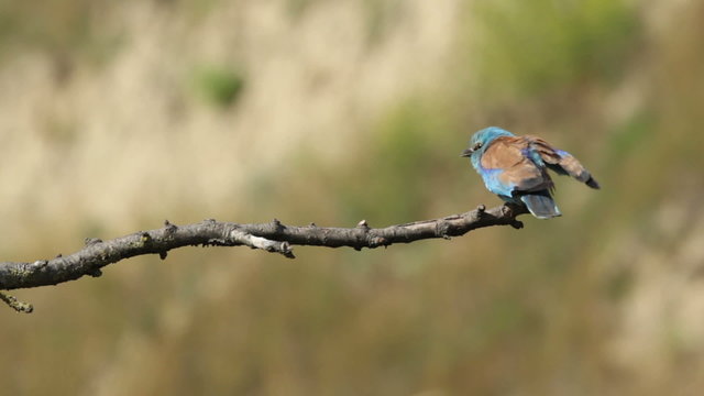 Couple of European rollers perching on a branch in front of the nest. Rare birds European rollers sitting on a branch, sunset light and blur green yellow background, Coracias garulus.