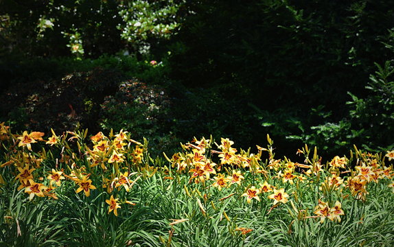 jardin public ...fleurs