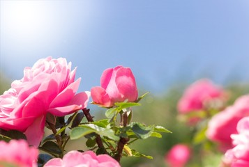 Obraz premium Rosen im Garten