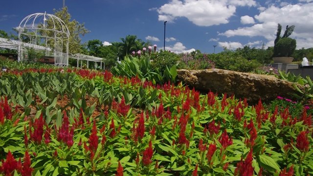 panning footage of red cockcomb flowers in the garden under the clear blue sky
