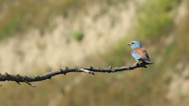 Couple of European rollers perching on a branch in front of the nest. Rare birds European rollers sitting on a branch, sunset light and blur green yellow background, Coracias garulus.