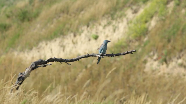 Couple of European rollers perching on a branch in front of the nest. Rare birds European rollers sitting on a branch, sunset light and blur green yellow background, Coracias garulus.