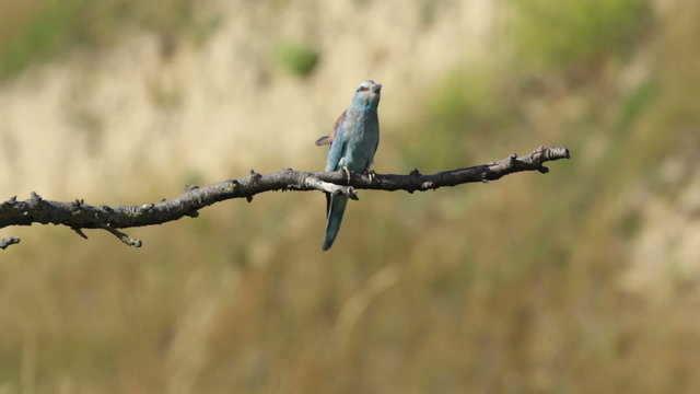 Couple of European rollers perching on a branch in front of the nest. Rare birds European rollers sitting on a branch, sunset light and blur green yellow background, Coracias garulus.