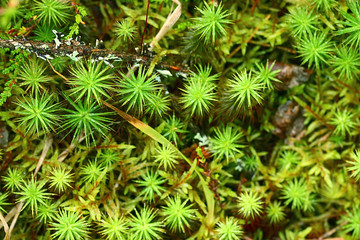 texture of green moss