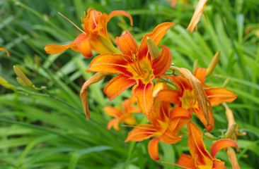 Obraz premium Orange lilies in a summer garden