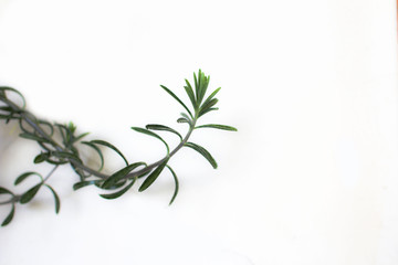 Leaf on white background