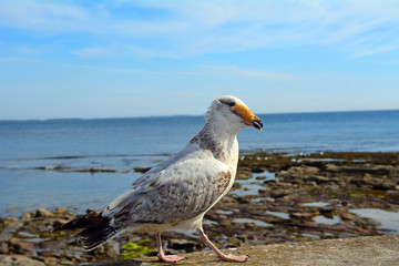 Great black-backed gull, Seahouses, England