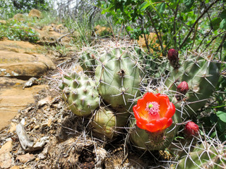 Hedgehog cactus with a bright orange flower in Durango, Colorado