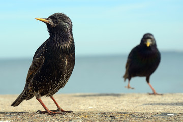 Common starlings, Seahouses, England