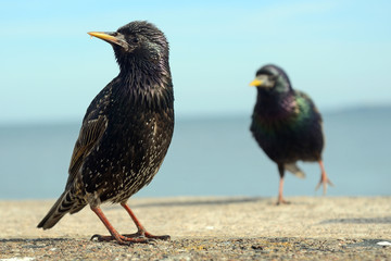 Atlantic birdlife, Farne Islands Nature Reserve, England