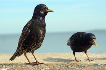 Atlantic birdlife, Farne Islands Nature Reserve, England