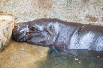Pygmy Hippopotamus sleep in the water