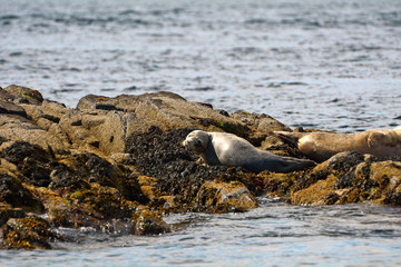 Atlantic birdlife, Farne Islands Nature Reserve, England
