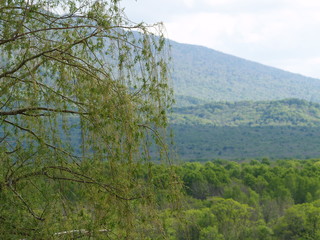 Obraz premium OLYMPUS DIGITAL CAMERA