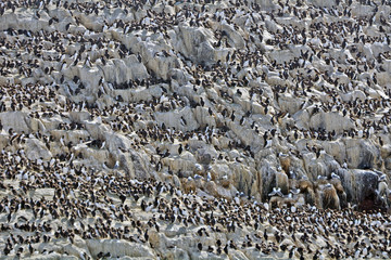 Atlantic birdlife, Farne Islands Nature Reserve, England