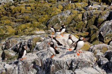 Atlantic birdlife, Farne Islands Nature Reserve, England