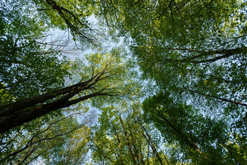 Fototapeta premium Vertical perspective within a dense forest with sky