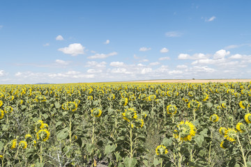 Fototapeta premium Sunflowers field
