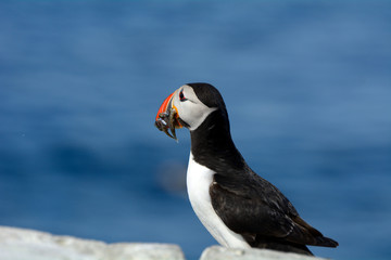 Atlantic birdlife, Farne Islands Nature Reserve, England