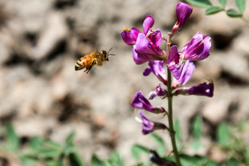 Bee flying towards a pink Crescent Milkvetch flower to gather pollen - Colorado