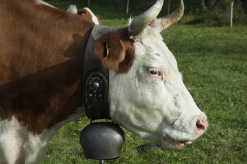 mucca al pascolo