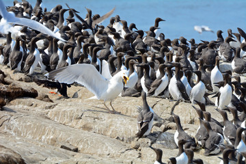 Obraz premium Atlantic birdlife, Farne Islands Nature Reserve, England
