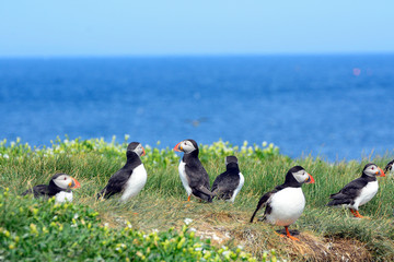 Naklejka na ściany i meble Atlantic birdlife, Farne Islands Nature Reserve, England