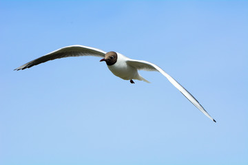 Black-headed gull, Farne Islands Nature Reserve, England