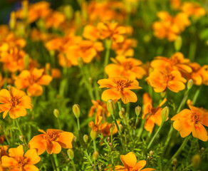 Orange Marigold