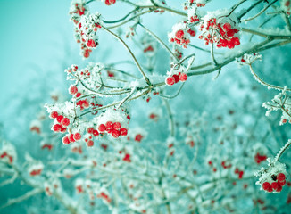 Red berries of viburnum with hoarfrost