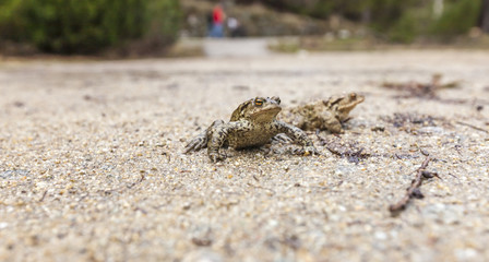 Closeup frog near the road.