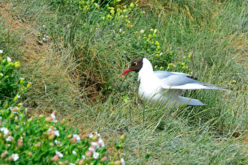 Black-headed gull, Farne Islands Nature Reserve, England