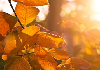Autumn maple leaves background © Fanfo